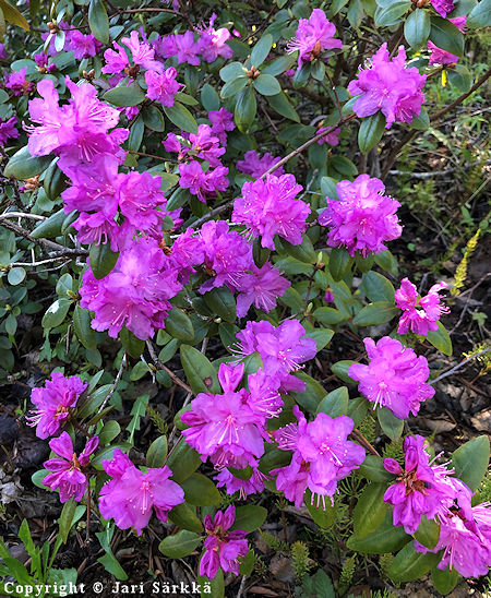 Rhododendron dauricum'Kustavi'